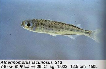 Atherinomorus lacunosus